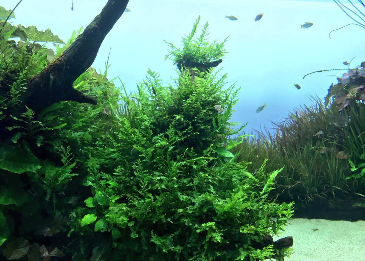 mitabuntyo's tweet photo. 暑いので涼しげな写真を(ヽ´ω｀)すみだ水族館、綺麗だったなぁ https://t.co/DJAKpBLNcq