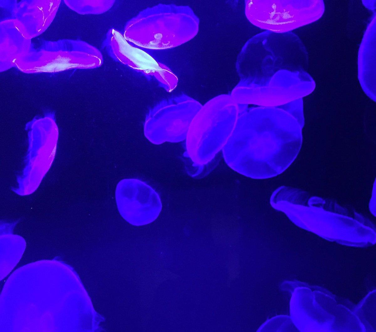 mitabuntyo's tweet photo. 暑いので涼しげな写真を(ヽ´ω｀)すみだ水族館、綺麗だったなぁ https://t.co/DJAKpBLNcq