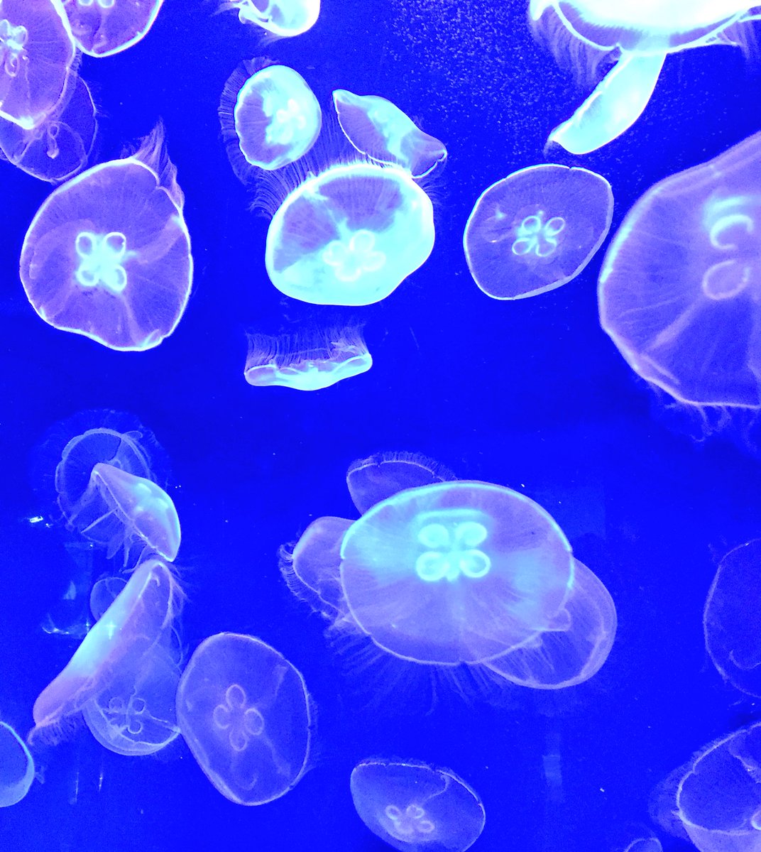 mitabuntyo's tweet photo. 暑いので涼しげな写真を(ヽ´ω｀)すみだ水族館、綺麗だったなぁ https://t.co/DJAKpBLNcq