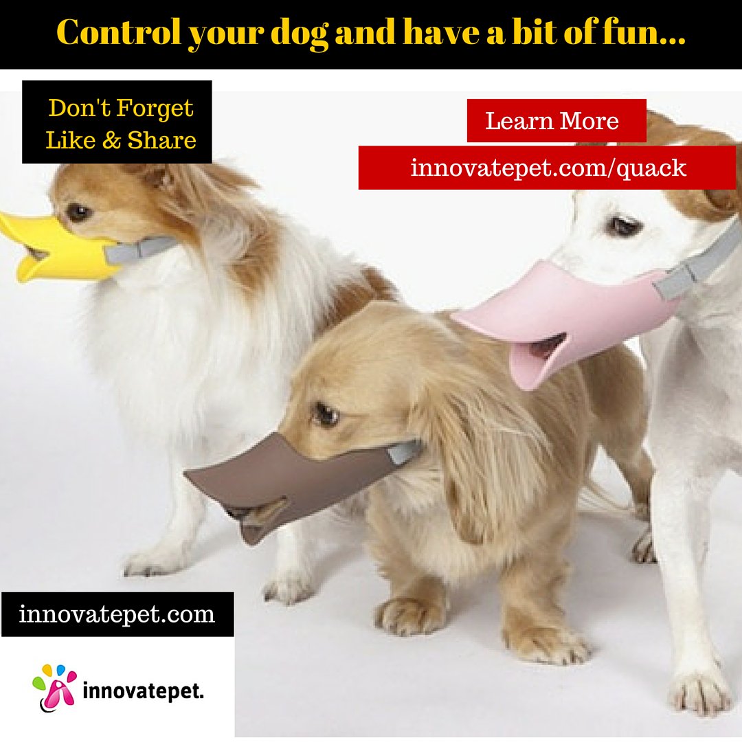 pet_hello's tweet photo. Control your #dogs growling and have some fun! - https://t.co/WFf8ntB3sT - #muzzle #pets #pet #dog #training #biting https://t.co/r41pfKxpKP