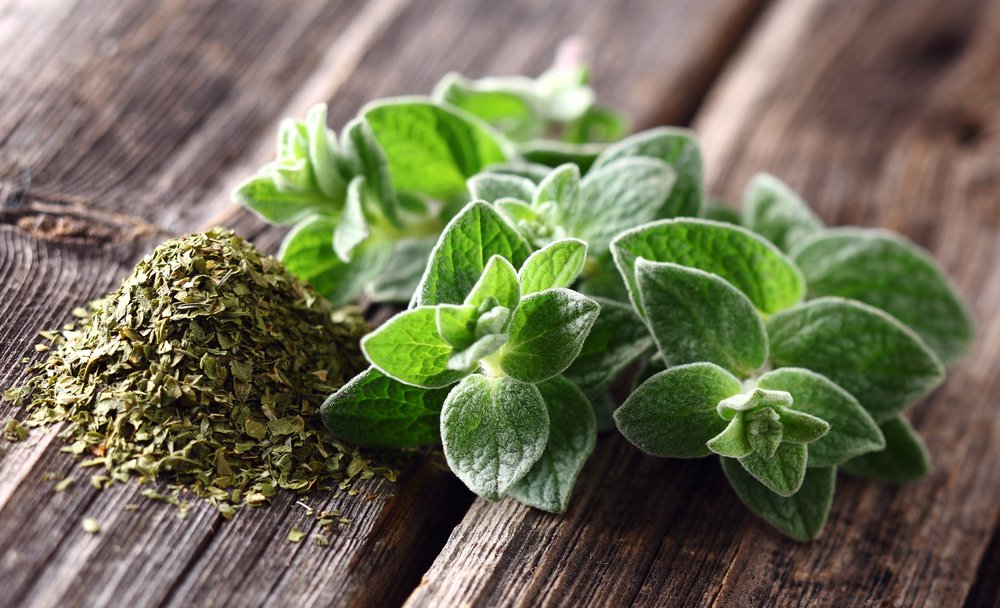 gooddecisions14's tweet photo. If you're dealing with bacteria— from nail fungus to candida, oregano is here to help.
https://t.co/rUC4mM4Xc1 https://t.co/jVNFHvGqRa