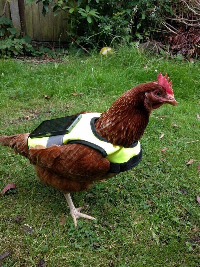 Idontplaypokemongo Hashtag On Twitter