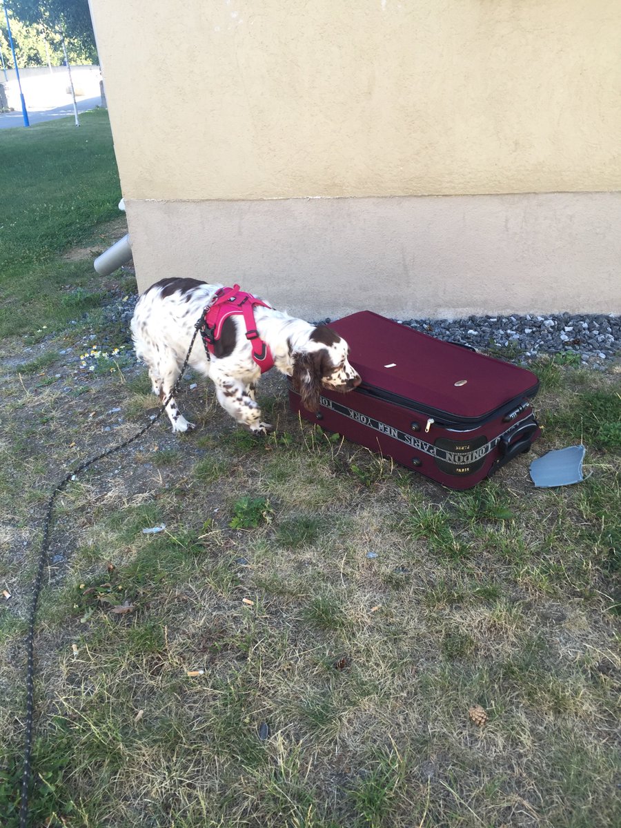 aliveindarkne5's tweet photo. CSI Tensta. #csi #tensta #ess #englishspringerspaniel #morningwalk https://t.co/mUCVe6Fgup