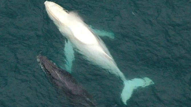 Migaloo, la única ballena albina que se conoce CopcdEWUkAQfCaf