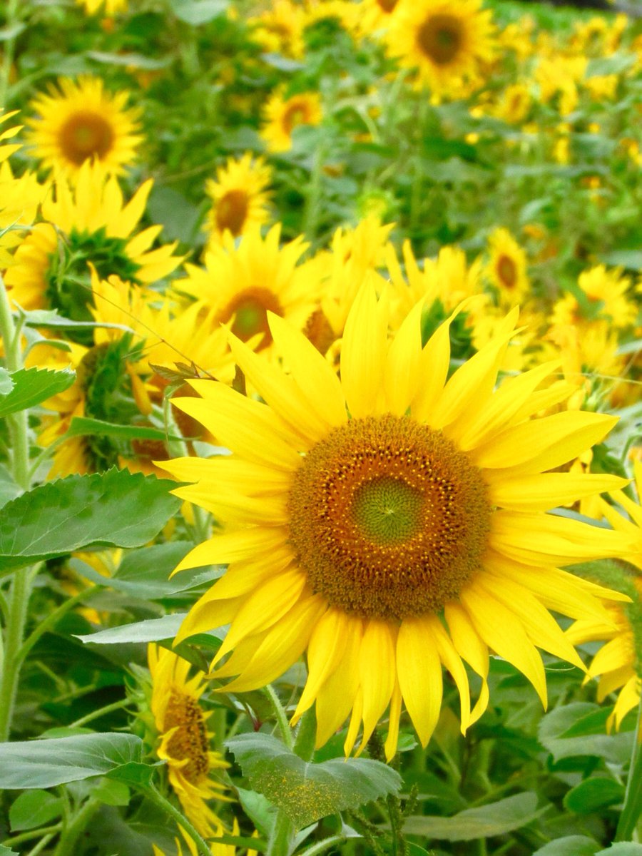 AraiEij's tweet photo. @pure_p4 
Happy Sunday, My dear Maria ☀️🌻😸 https://t.co/ynD9d55hyG