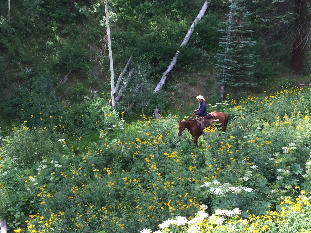 CircleK_Ranch's tweet photo. Calico Ridge trail! #Telluride Colorado #horse #adventure 😊@FairmontFKL @_SimonGideon @MadelineTEX @PeaksResortSpa https://t.co/SEe3k1xqjR