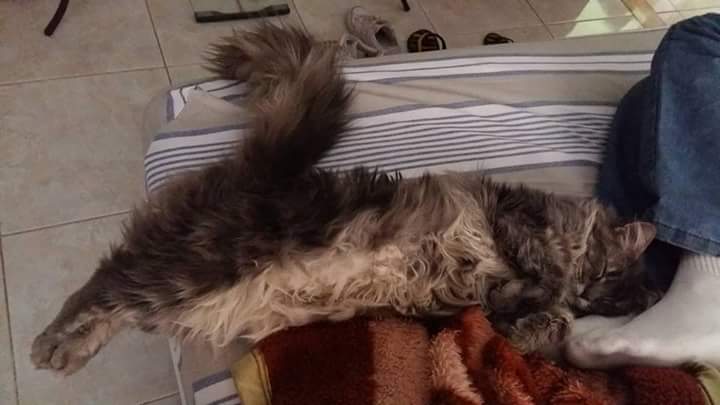 LeeLilica's tweet photo. Pilates felino.Naomi minha princesa meu amor. https://t.co/3MHoONDqaZ