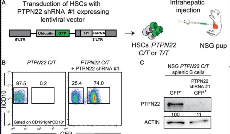 mmw_lmw's tweet photo. #AutoImmunity | Restoring B cell tolerance in self-reactive cells: EricMeffre @SciImmunology https://t.co/7I50QzLEo2 https://t.co/6ComLiKxoq