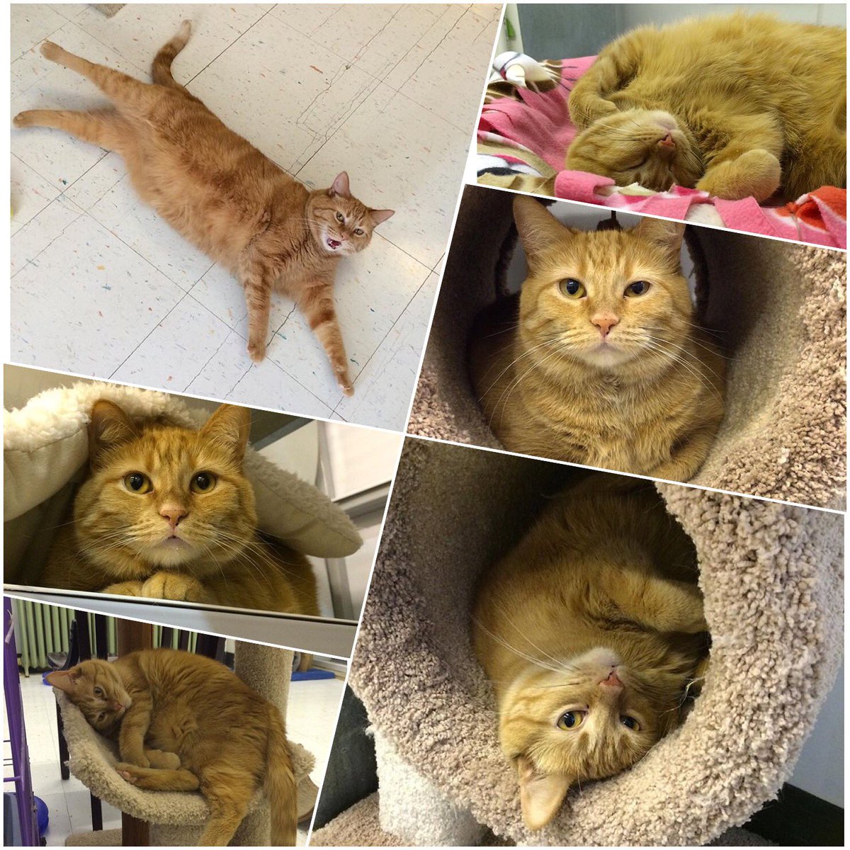 Kindred Kitties (@KindredKitties) / Posts / X