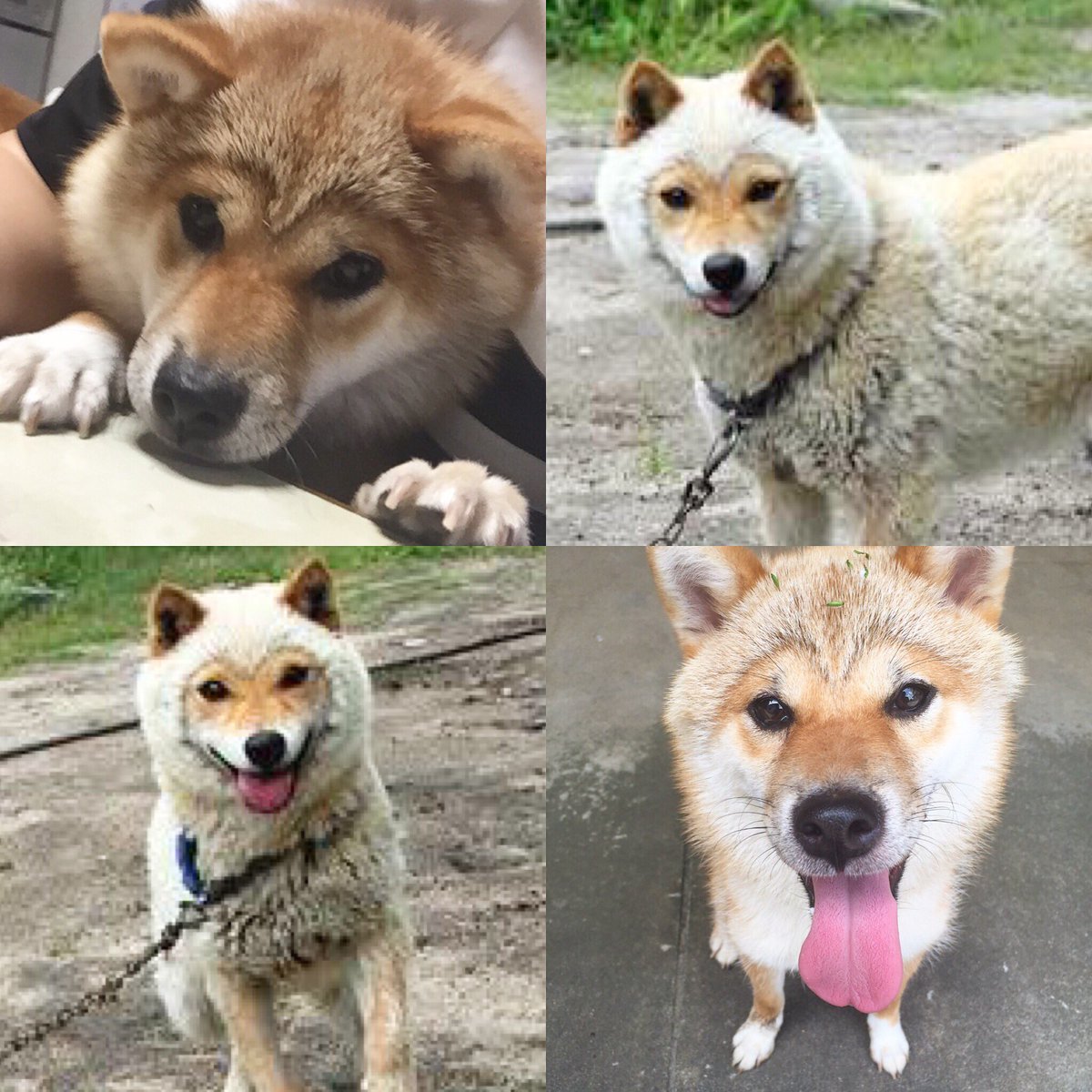 柴犬 山陰 「写真の神様が撮らせてくれた」珠玉の一枚…山陰柴犬の子犬の姿に悶絶「可愛すぎる」