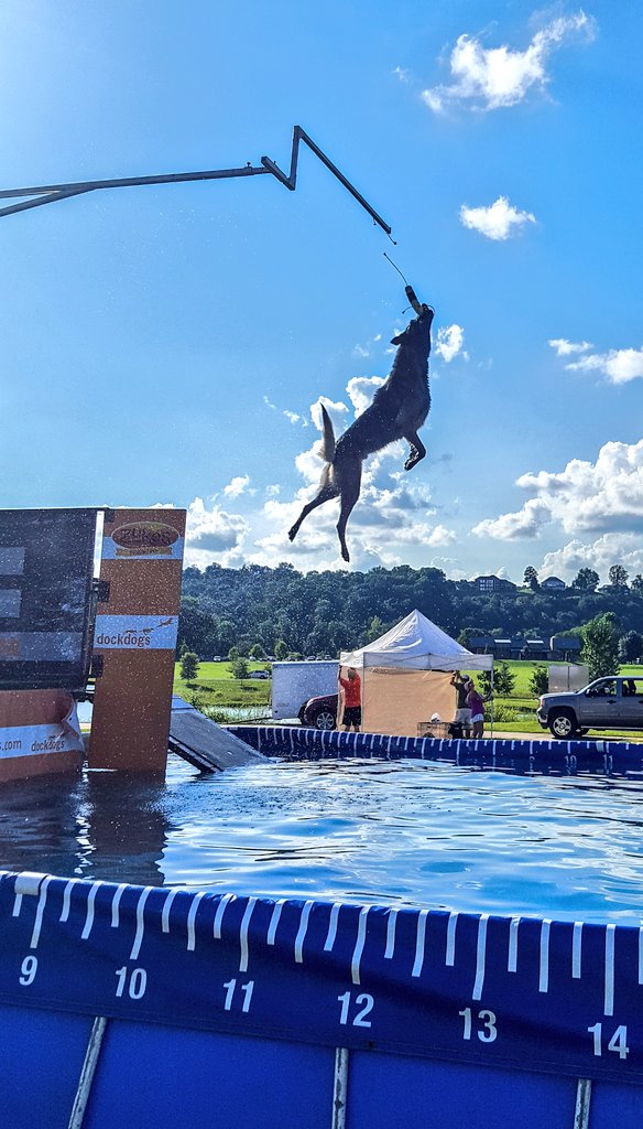 PhilipSparn's tweet photo. These dogs got some hops!!! #DockDogs #ExtremeVertical https://t.co/elm17qasvk
