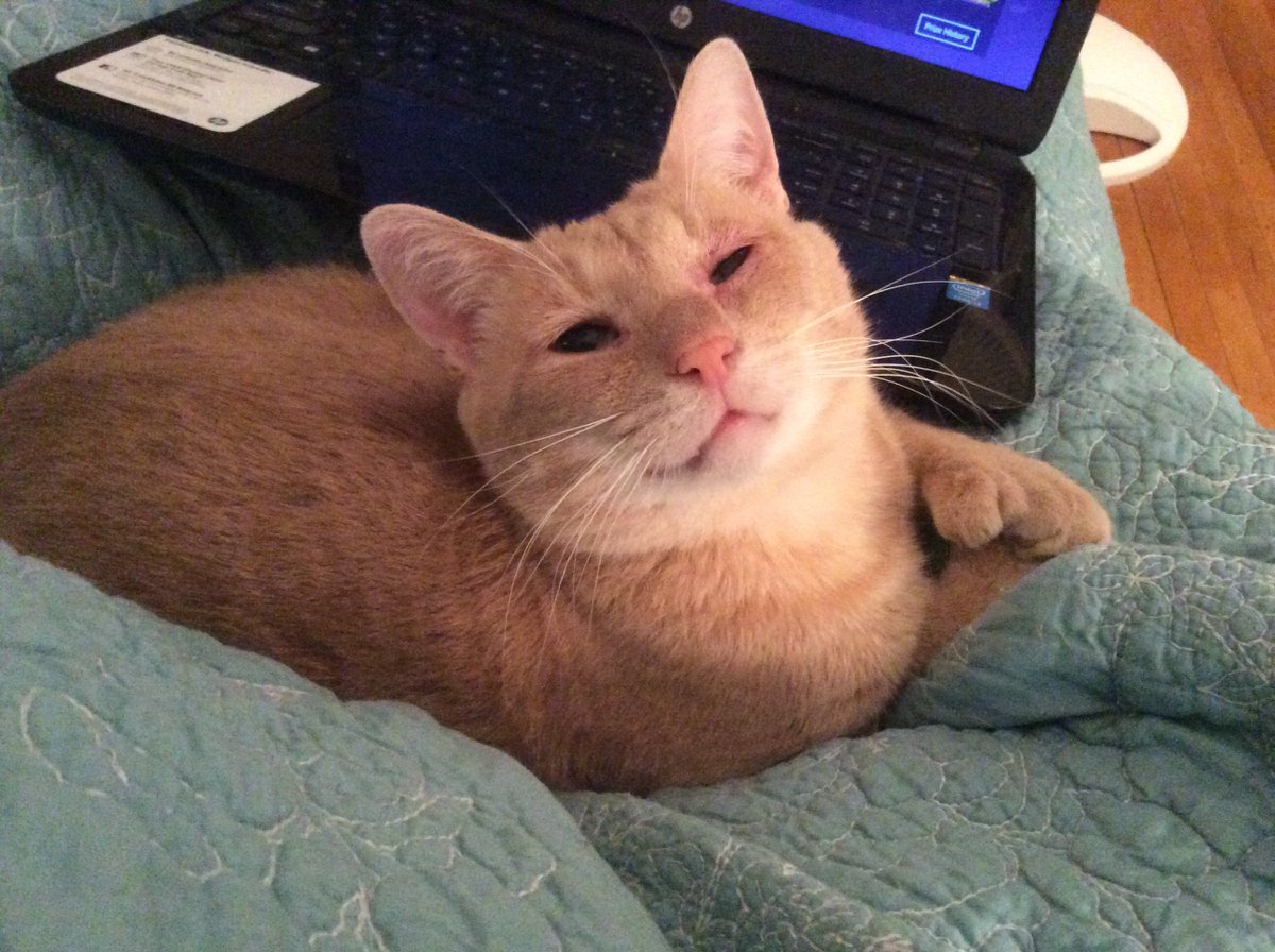 BusterCat2016's tweet photo. Mom left me for five days. I tried to give her the silent treatment but I missed her too much! https://t.co/ZcAzz0j52J