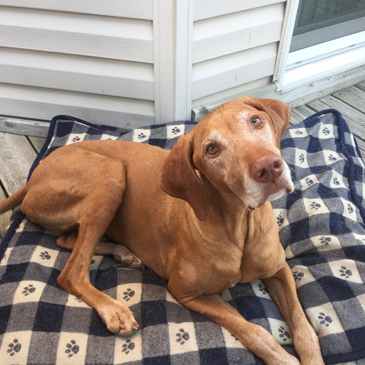 Staak67's tweet photo. #dogdaysofsummer - I am on holidays!! https://t.co/RVFVENq6dH