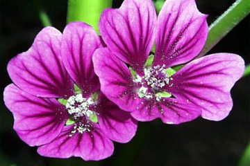 花言葉

ぜにあおい：「恩恵」母の愛」「温和」