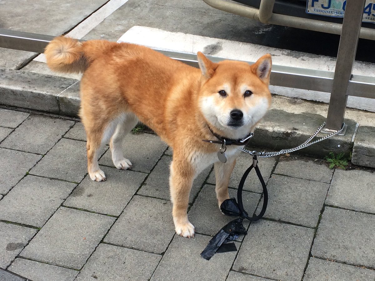 HarvsK's tweet photo. I DIDN'T KNOW THEY WERE REAL. #Shibe https://t.co/yTBb8chETF