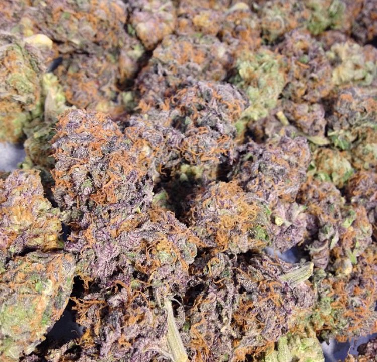 mzstoned's tweet photo. Keep your friends close but your weedman closer 🍁 https://t.co/uQOPPOIm0l