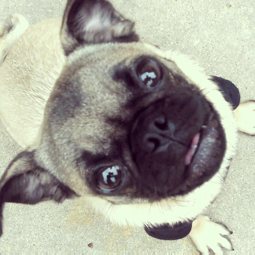 Luna_The_Pug's tweet photo. https://t.co/I3vXEa1z7f