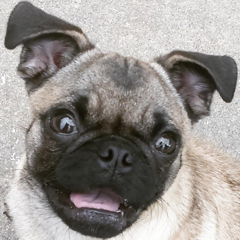 Luna_The_Pug's tweet photo. https://t.co/I3vXEa1z7f
