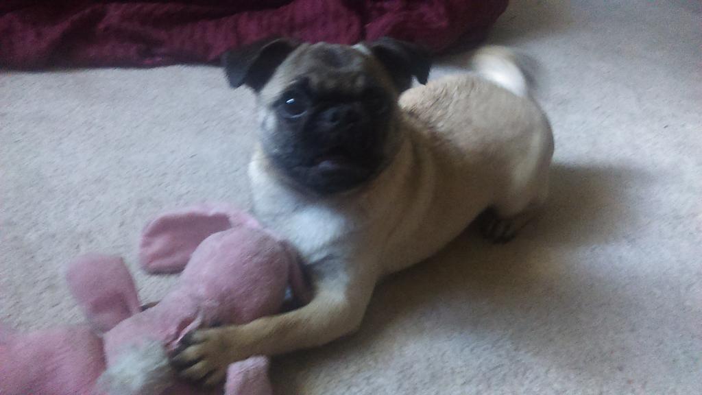 Luna_The_Pug's tweet photo. https://t.co/y2heNJjRVV