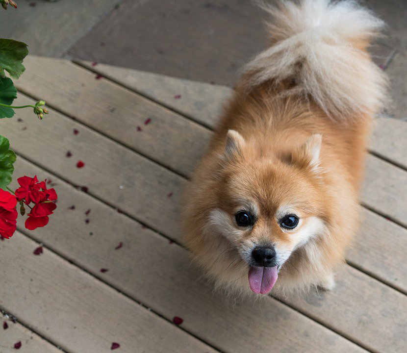 peta's tweet photo. ICYMI: #FL city to ban sale of dogs from puppy mills in pet stores! Why it's important: https://t.co/uTNWDQnv5C https://t.co/bAHwT0tztO