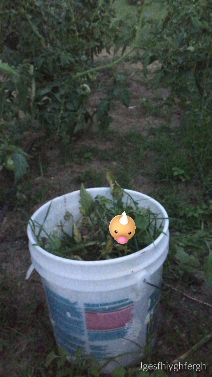 squirrelmastre's tweet photo. Seems natural to find him here. #gardening #PokemonGO https://t.co/5HK4yiuh9M