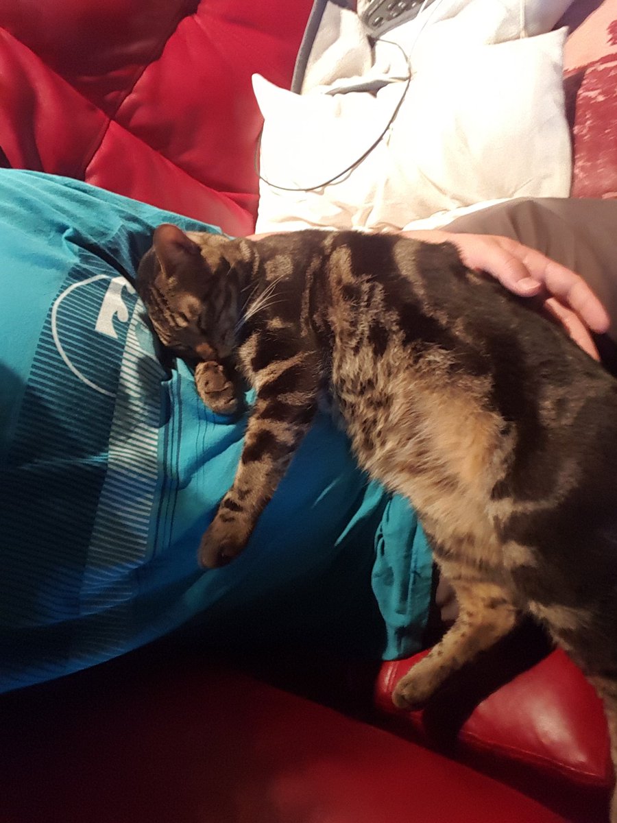 HighHatsApparel's tweet image. Chillin with my kitty after a long day selling hats. #chillin #kitty #highhats