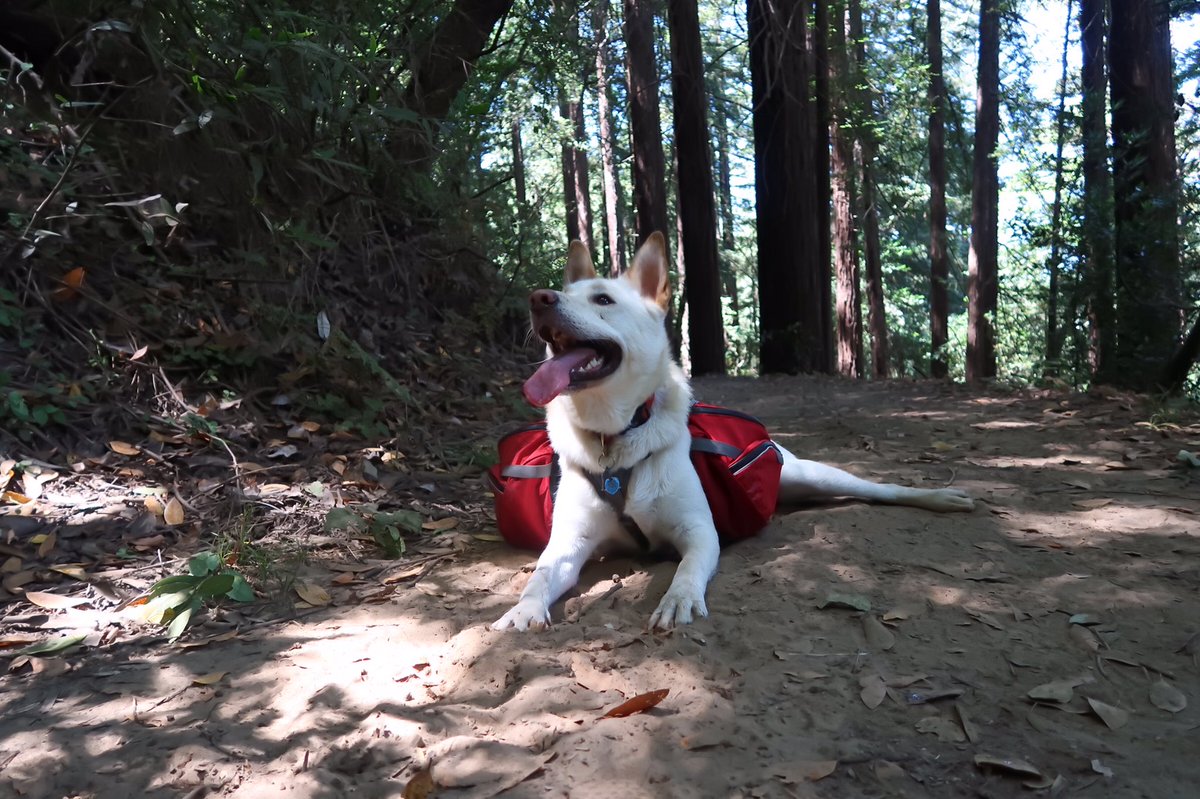 gogithedog's tweet image. FUN!!! #fun