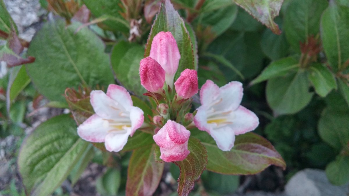 IamHamilton15's tweet photo. #Yourhamilton #Hamiltonontcanada
#photosof2016 #myphotography #flowers #canadianflowers https://t.co/aTwrm6jpvy
