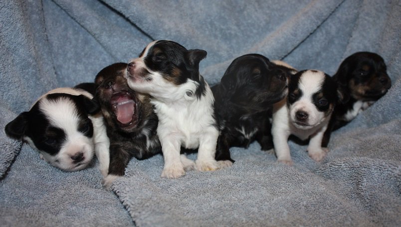 SN_Dogs's tweet photo. Matilda's Crew all need names. 5 boys &amp;1 girl Help us out and submit your suggestions to https://t.co/KAHhyKa1Qx https://t.co/sUIf1cK8Pk