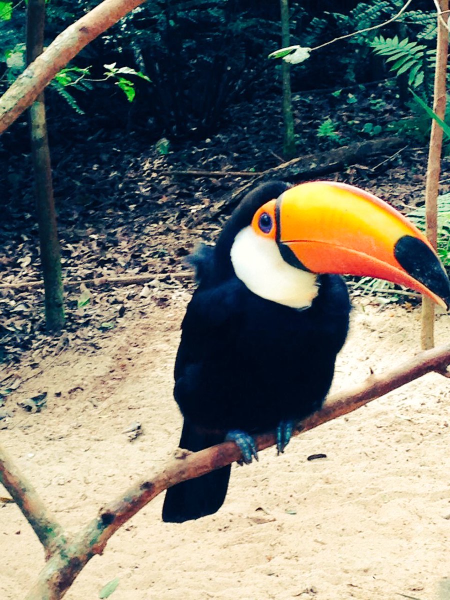 saidmurat's tweet photo. Sweet, hmm? :) this one was taken at the #BirdPark in #FozdoIguacu , #Brazil... - #ParqueDasAves https://t.co/7v17uUvzbd