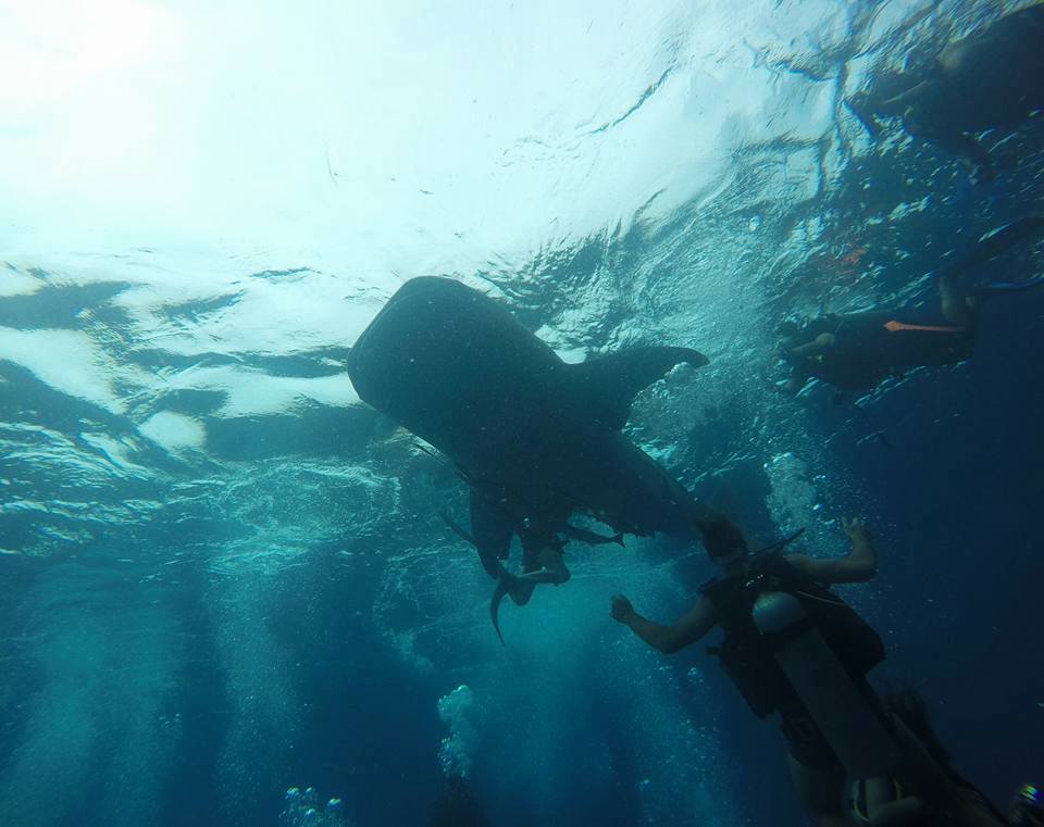 phoenixdivers1's tweet photo. The Whale Sharks have returned! 2 in 2 days! #PhoenixDivers #KohTao #PADI #SSI #WhaleShark https://t.co/M8NaD6iUAO
