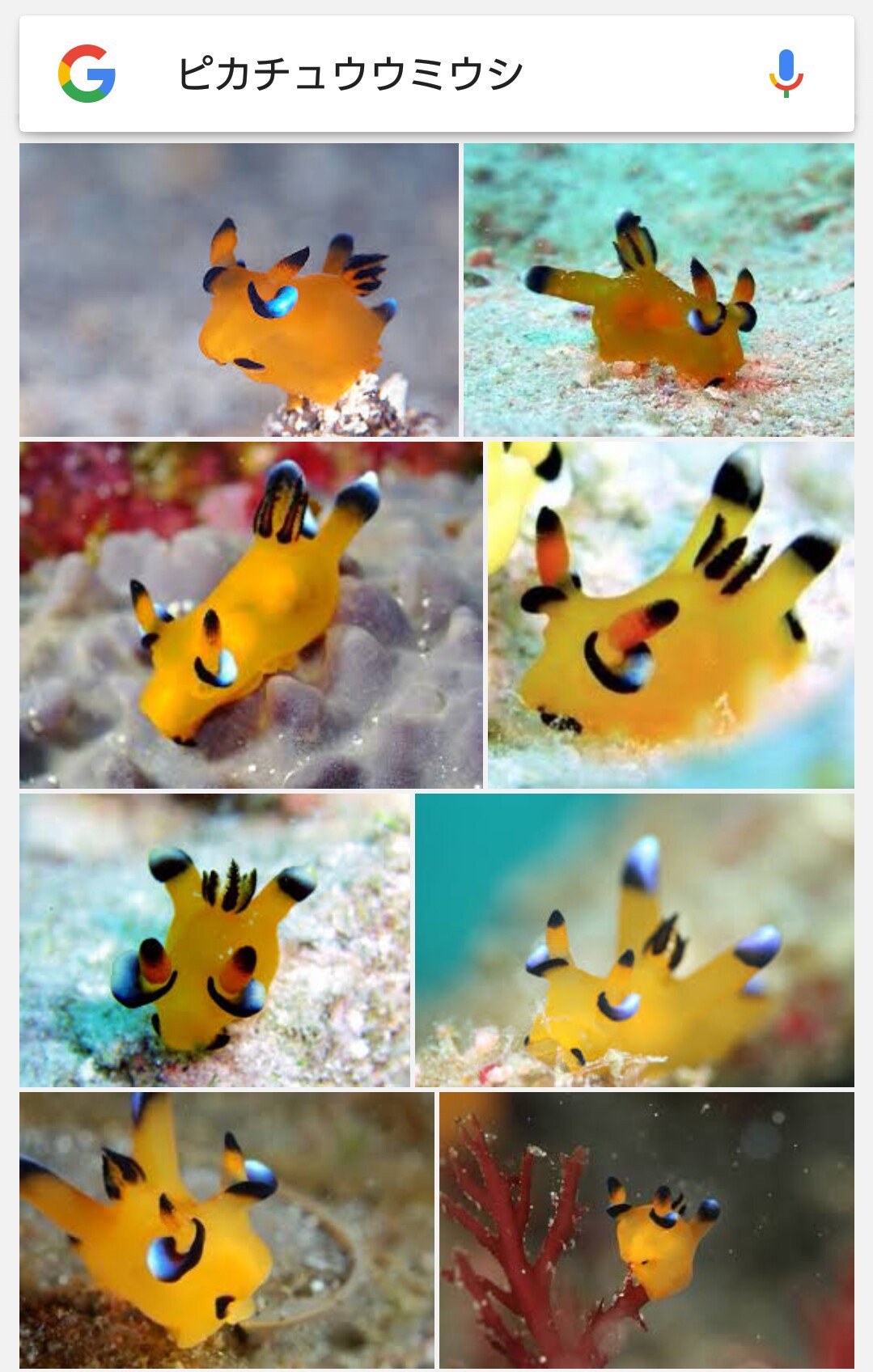 くろねこ ポケモンgoやってる人たちに是非ピカチュウウミウシ ウデフリツノザヤウミウシ の存在を知ってほしい T Co Gceacndjk3 Twitter