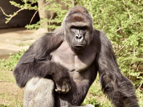 chrisknight14's tweet photo. RIP sweet prince heaven for the climate hell for the company #harambe https://t.co/2EuB7gQ3N2