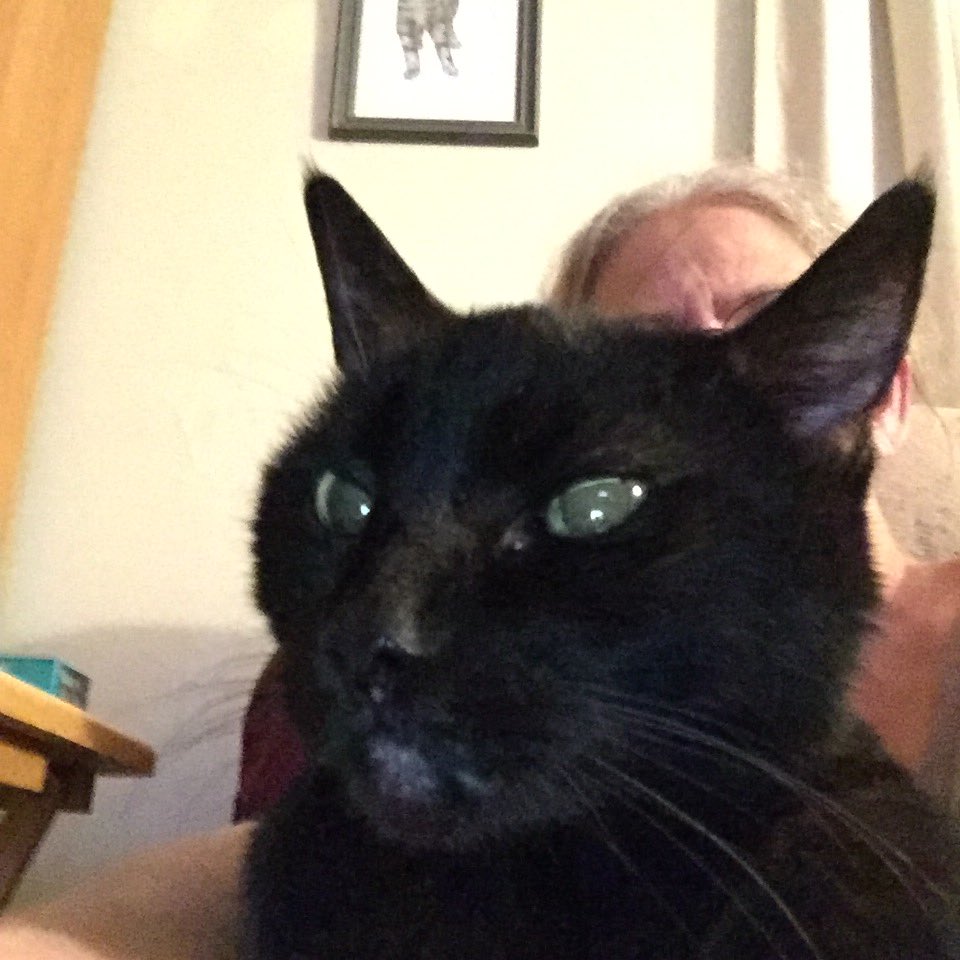 ohitex's tweet photo. This guy right here has given me 16 yrs of unconditional love and companionship. #BestCatEver #MyOldMan #Greggie https://t.co/y8So7iNX1E