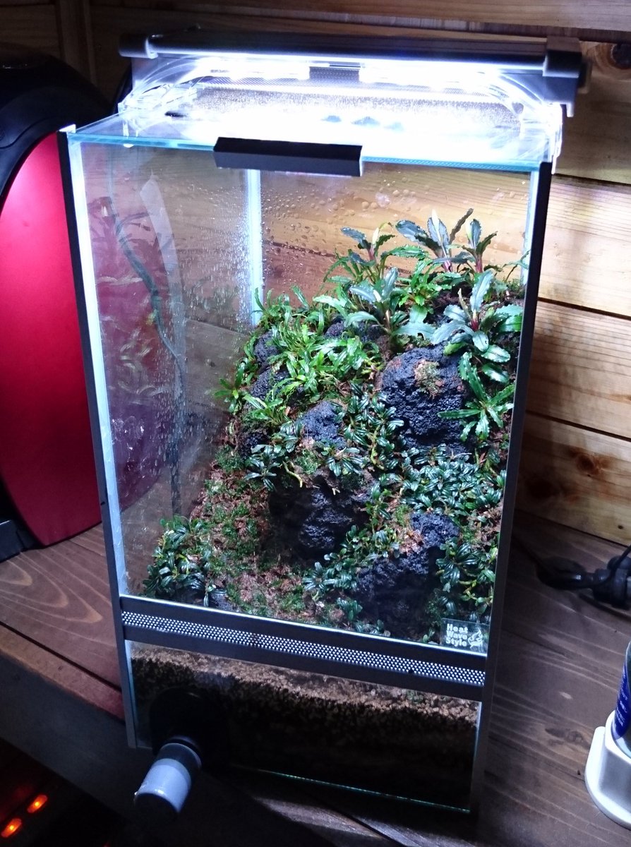 Masuokafarm ヒートウェーブさんのcmミニケージでこんなのを作ってみました 水草オンリー仕上げです ブセは小さい種があり成長も遅いので 小さいケージでも使いやすいです 今後の成長が楽しみです 皆さんも試してみてはいかがですか