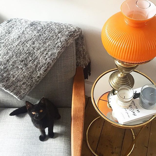 IKEAUK's tweet photo. Make like @thegrownupedit who shared her #catsofikea looking perfectly at home on the #midcentury EKENÄSET chair. https://t.co/Ew9DOxMHCt
