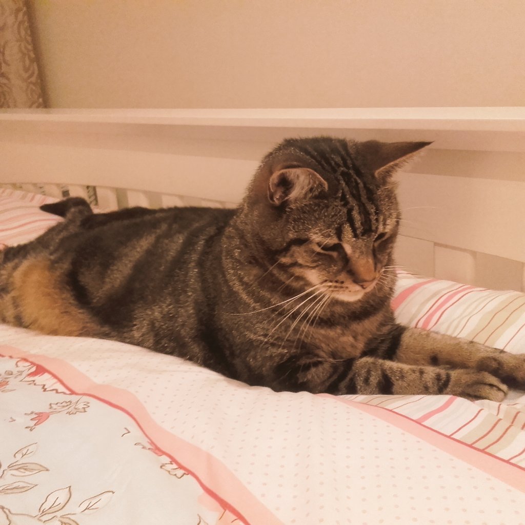 rubyrache's tweet photo. Good morning #TwitterWorld says Oliver. #SundayMorning #cats #CatsOfTwitter #catsonbed #HappySunday https://t.co/ocKGvwxwh4