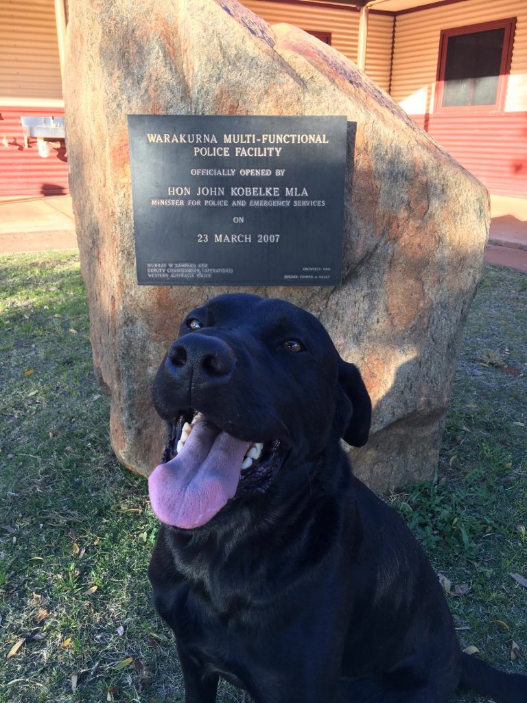 Midrealm patrol, 70 bags cannabis seized, PD Jake:1 dealers:0 #fb #K9 #TougherforCrooks #Ngaanyatjarra #PD08415