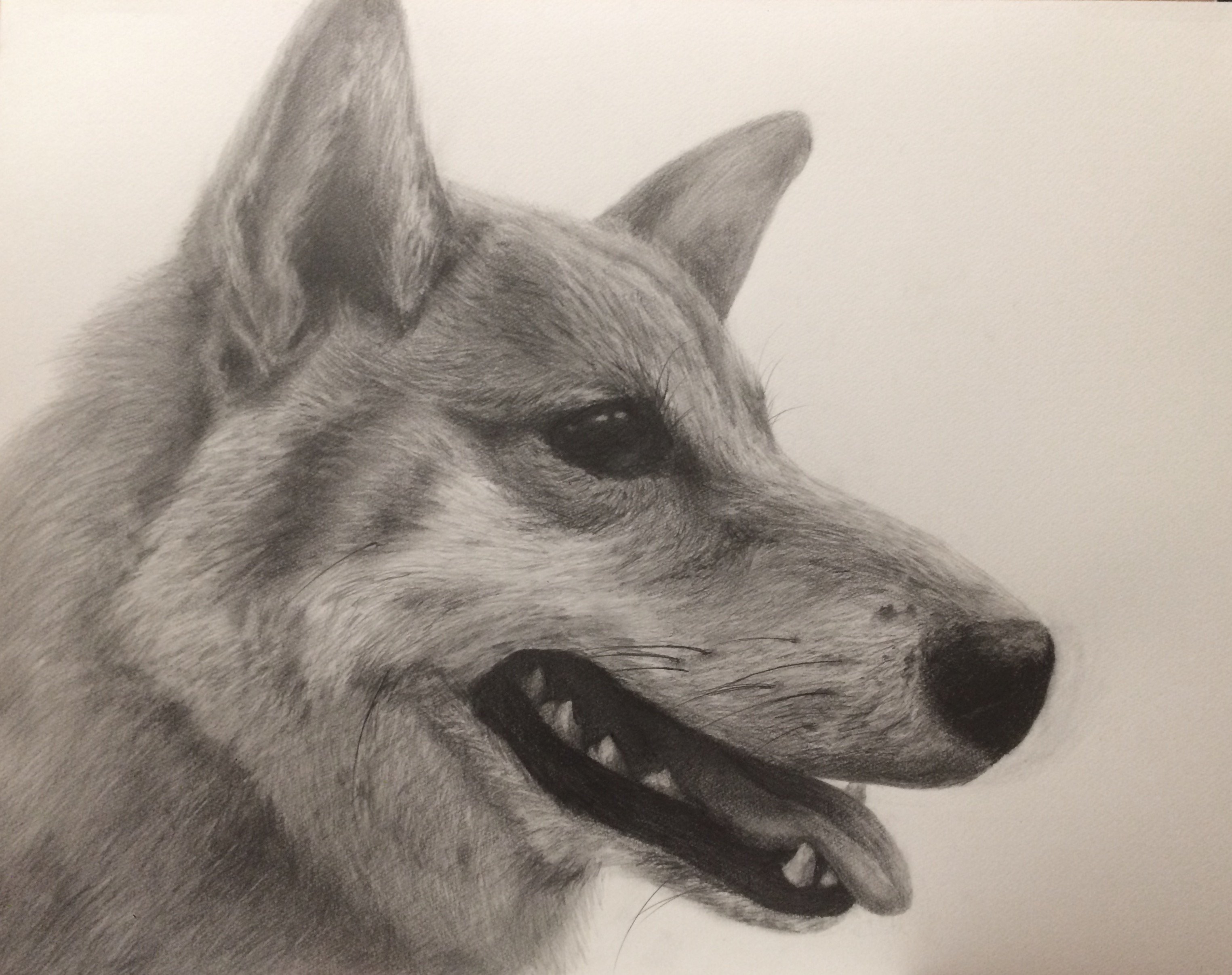 توییتر Kan Kobayashi 小林寛 در توییتر 我が家の犬を 鉛筆で大きく大きくデッサンしました T Co Crq93ypaow