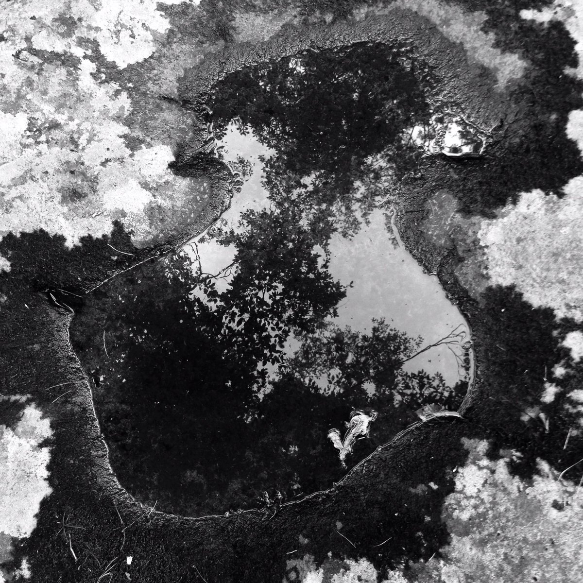「空と森の足跡。」|裏柳 翠 青のIllustrator使いのイラスト
