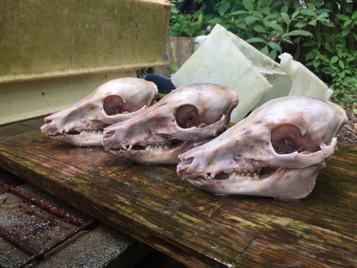 Bloodpython1234's tweet image. だいたいの除肉完了～