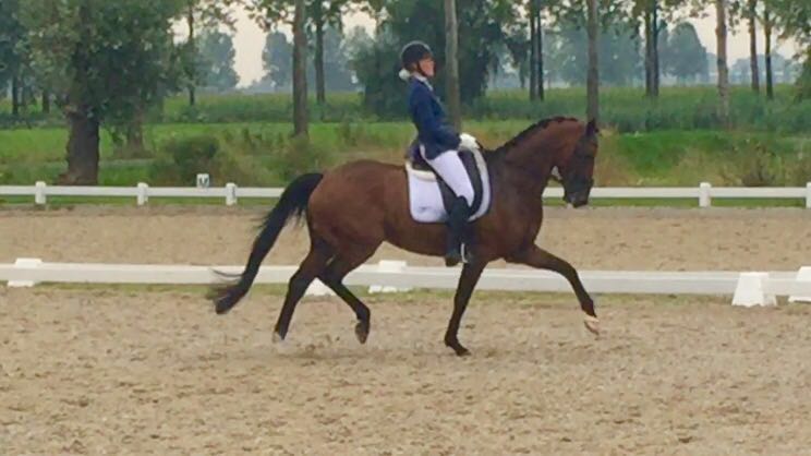 Geweldig wedstrijddebuut voor Thea Bech en Dionisos! #DVBmatchmaker #69% #Z2 #KNHS dressuurstalvanbaalen.nl/NL/index.php/n…