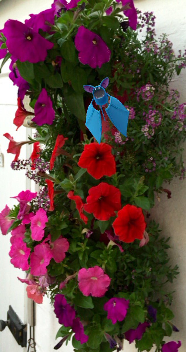 BeckyAnneMartin's tweet image. I honestly thought my daughter was taking photos of my flowers 😂 #shouldofknownbetter @PokemonGoChelt #Cheltenham