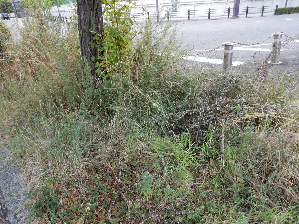 あおむらさき No Twitter こちらは 城の北側の草です 1枚目は植栽されている低木より背が高い草です 2枚目は枯れて倒れて朽ち果てるのを待っているかのような草です あおむらさき No Twitter こちらは 城の北側の草です 1枚目は植栽されている低木より背が高い草です 2枚目は枯れて倒れて朽ち果てるのを待っているかのような草です