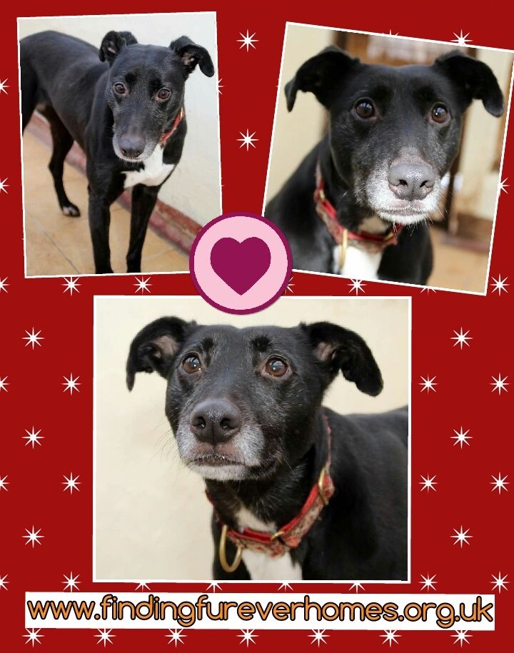 karen73984451's tweet photo. #findahomefriday #Have u a Suzy sized space on ur sofa #firever home plz for this beauty @NWDogRescue https://t.co/WpM5i2yH2F