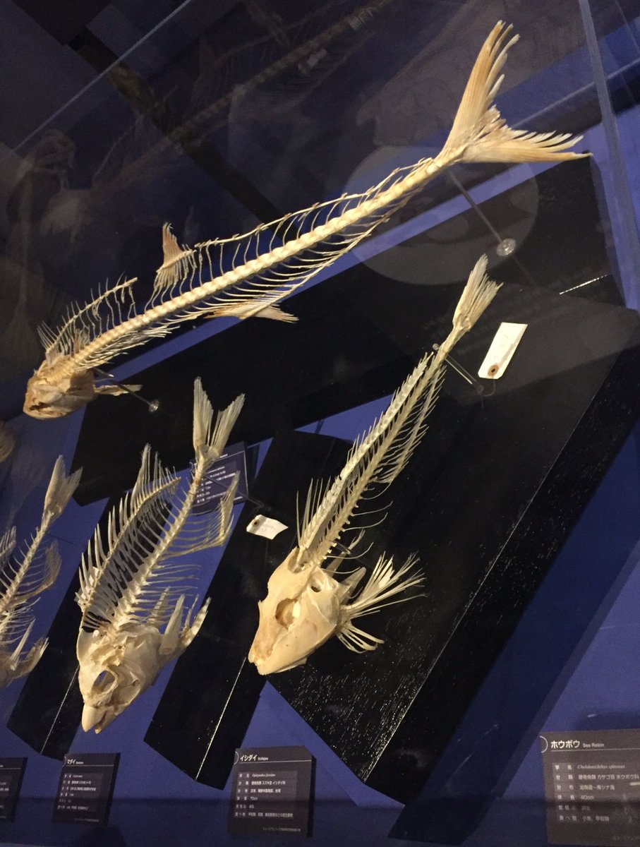 魚の骨格標本を見た瞬間、そのお魚の味を思い浮かべてお腹が空いて