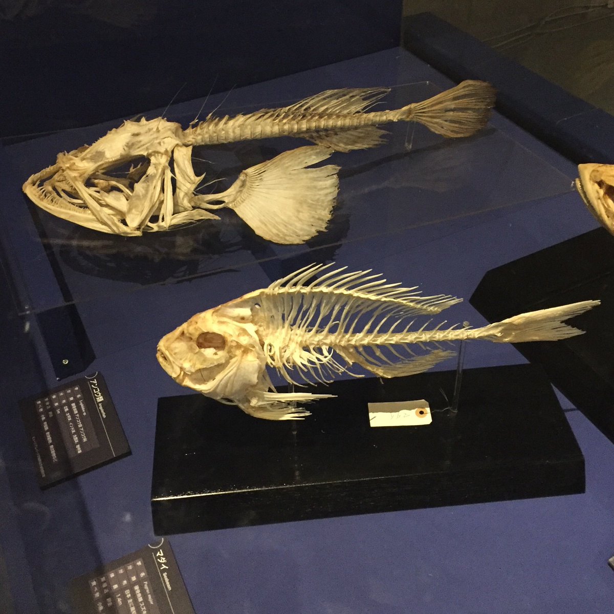 ちらいむ No Twitter 魚の骨格標本を見た瞬間 そのお魚の味を思い浮かべてお腹が空いてしまう人は大体友達 国立科学博物館 海のハンター展 ちらいむ No Twitter 魚の骨格標本を見た瞬間 そのお魚の味を思い浮かべてお腹が空いてしまう人は大体友達 国立科学博物館 海のハンター展