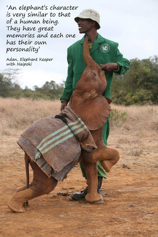 Protect_Wldlife's tweet photo. This is why @DSWT's work is so important- Rescue, Rehabilitation &amp; Reintegration. Donate @ https://t.co/DOkpbuzNcK https://t.co/pNW7UzgKZ3