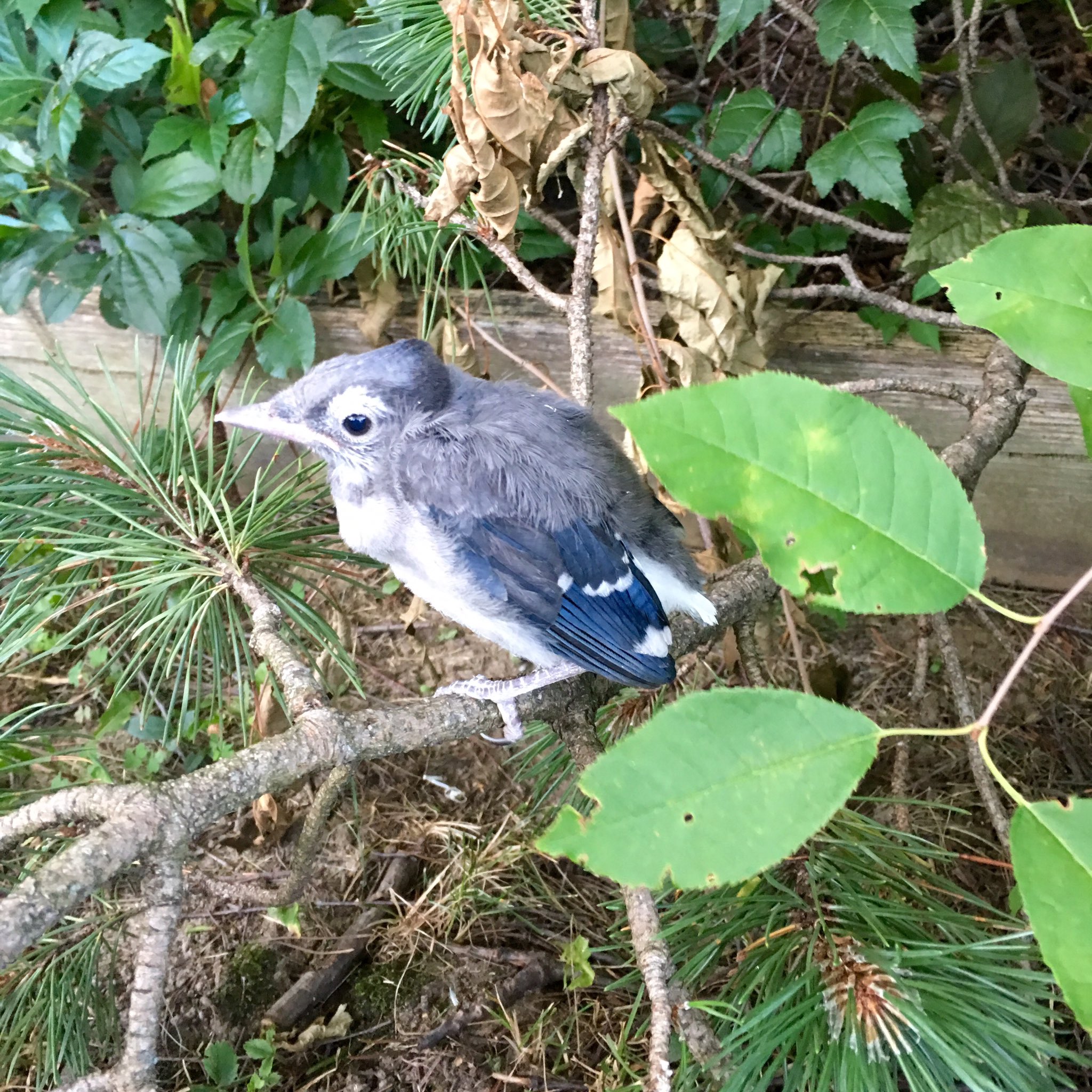 Vincent Meloche Bebe Geai Bleu Baby Blue Jays Nature Oiseau Bird