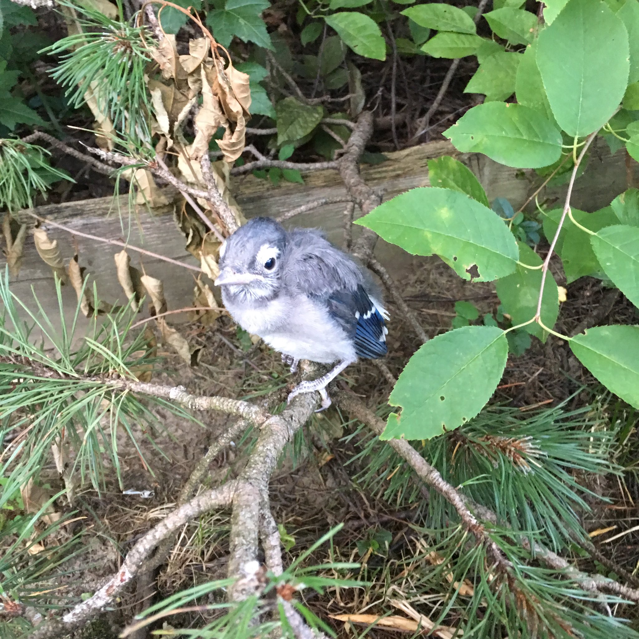 Vincent Meloche Bebe Geai Bleu Baby Blue Jays Nature Oiseau Bird